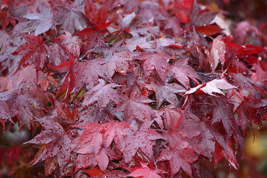 濕紅楓葉2