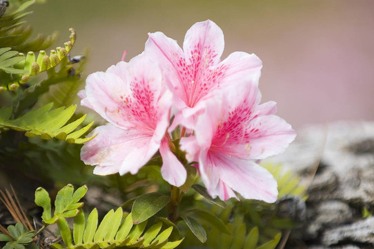 杜鵑花