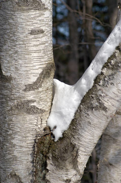 雪枝