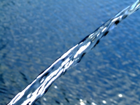 斜水栗