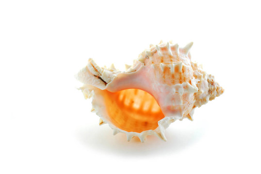 海貝殼