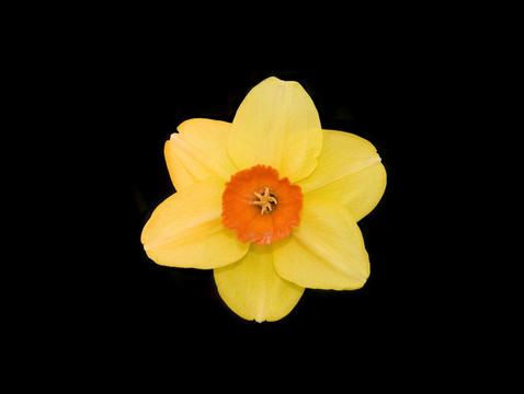 水仙花