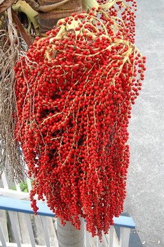 棕櫚樹的種子