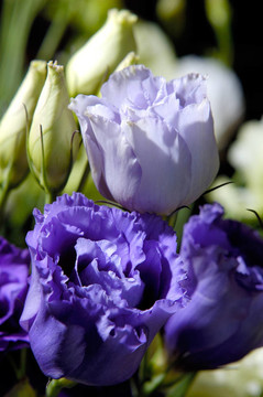 花8