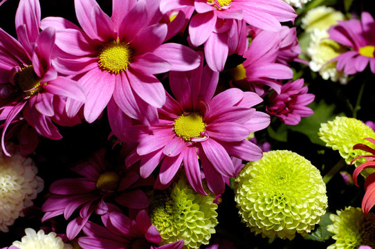 Flowers 17