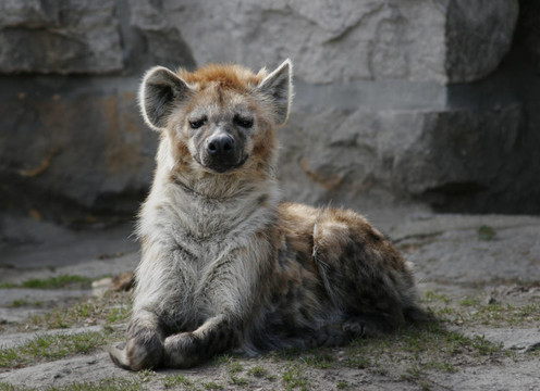 spottedhyena
