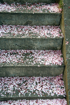 櫻花