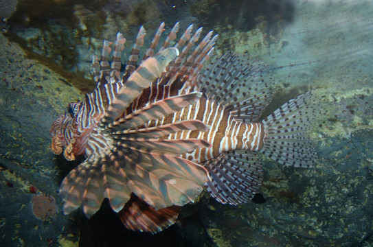 獅子魚