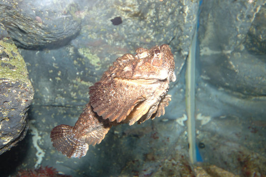 河豚魚