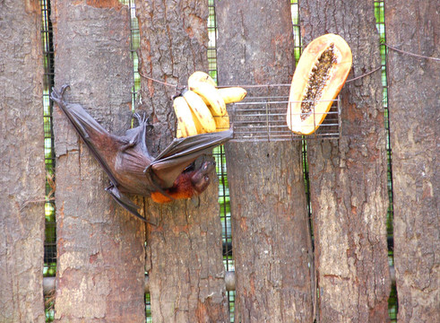 水果BAT2