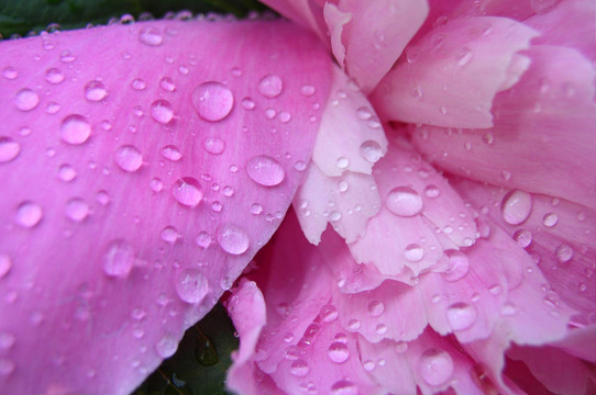 牡丹雨