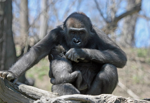 保護(hù)Mother Gorilla