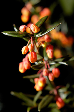 Flowers 20