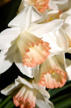 Flowers 23