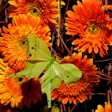 Flowers 25