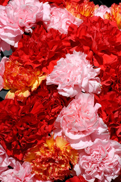 Flowers 26