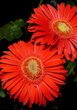 Flowers 29