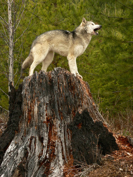 Howling Wolf在樹上的殘端