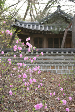 韓國寺