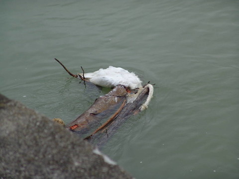 禽流感001