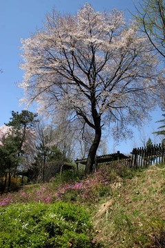 花園
