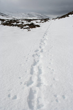 腳步聲在蘇格蘭高地的雪；山；