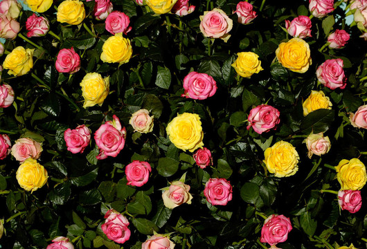 Flower 48