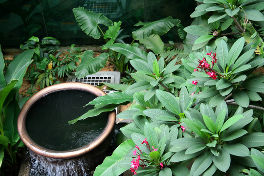 熱帶花園