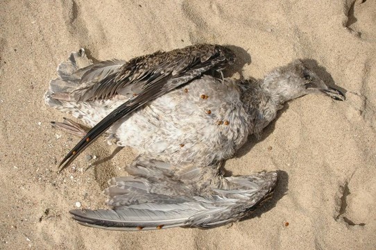 死鳥