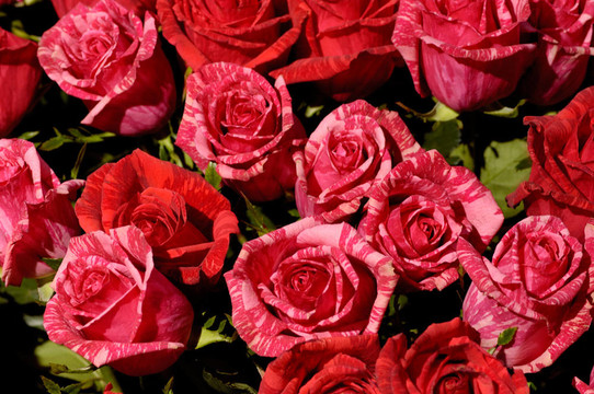 Flowers 50