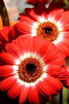 Flowers 54
