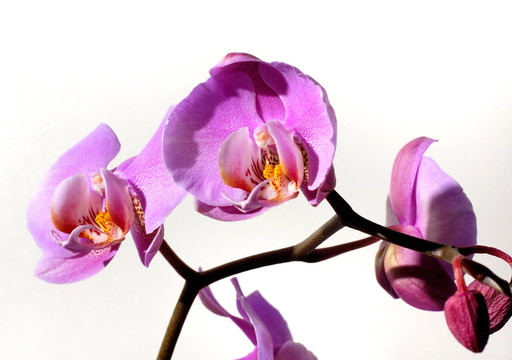 Flowers 58