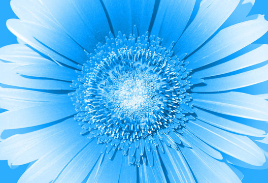 Flowers 59