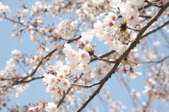 櫻花4