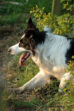 邊境牧羊犬