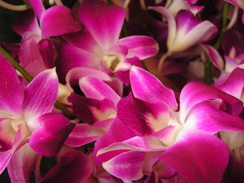 紫色的花