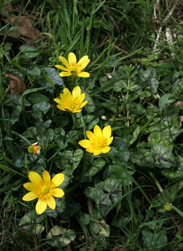 白屈菜野花