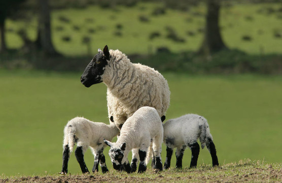Mother Sheep和三胞胎