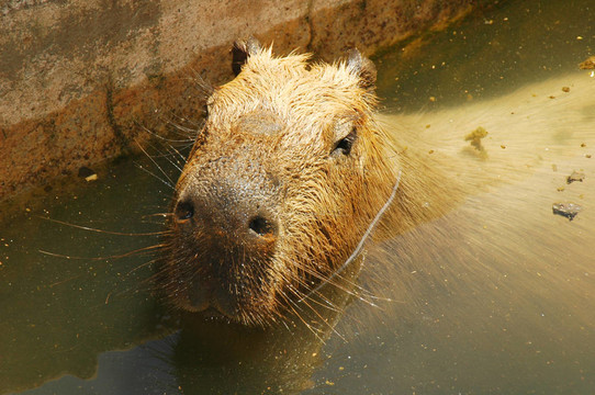 動物