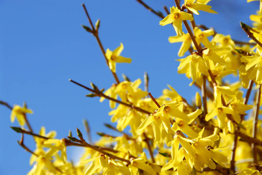 春天開(kāi)花的連翹