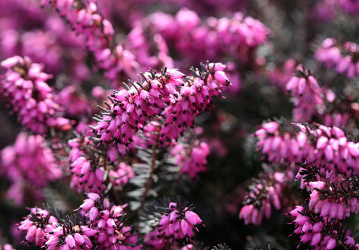 特寫Erica carnea