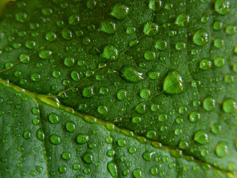 綠葉上的水滴