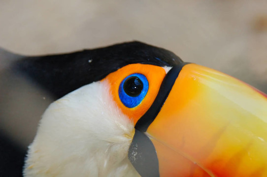 鳥
