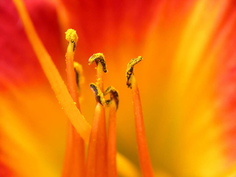 紅黃杜鵑花