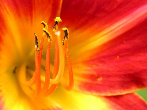 紅黃杜鵑花