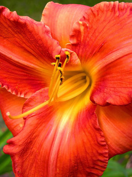紅黃杜鵑花