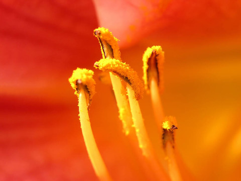 紅黃杜鵑花