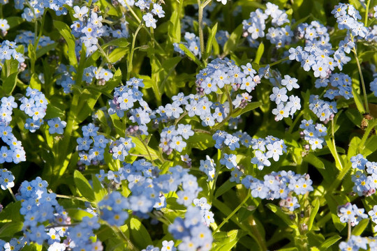 藍(lán)色的花