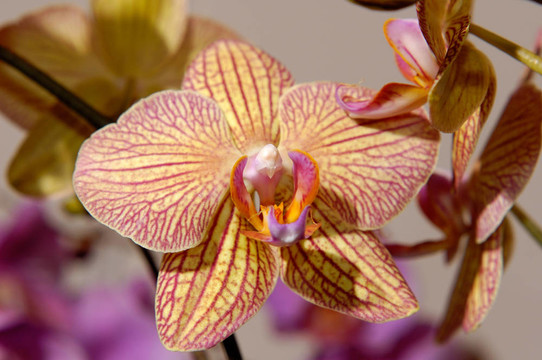 Flowers 61