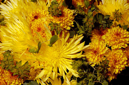 Flowers 64